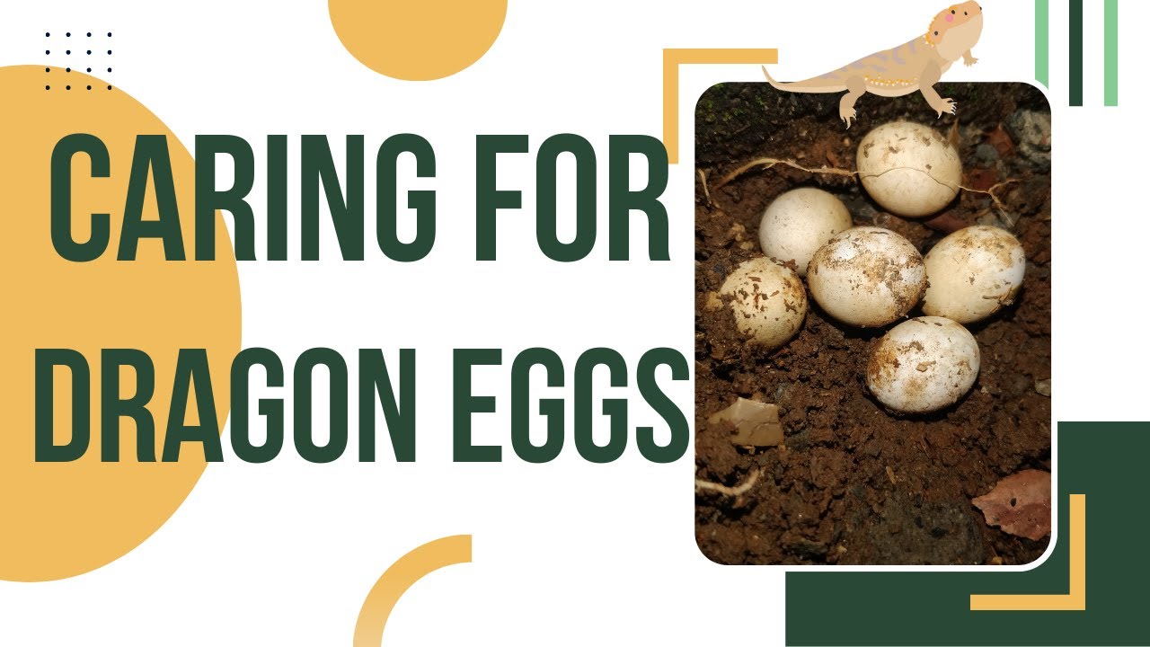 How To Take Care Of Bearded Dragon Eggs