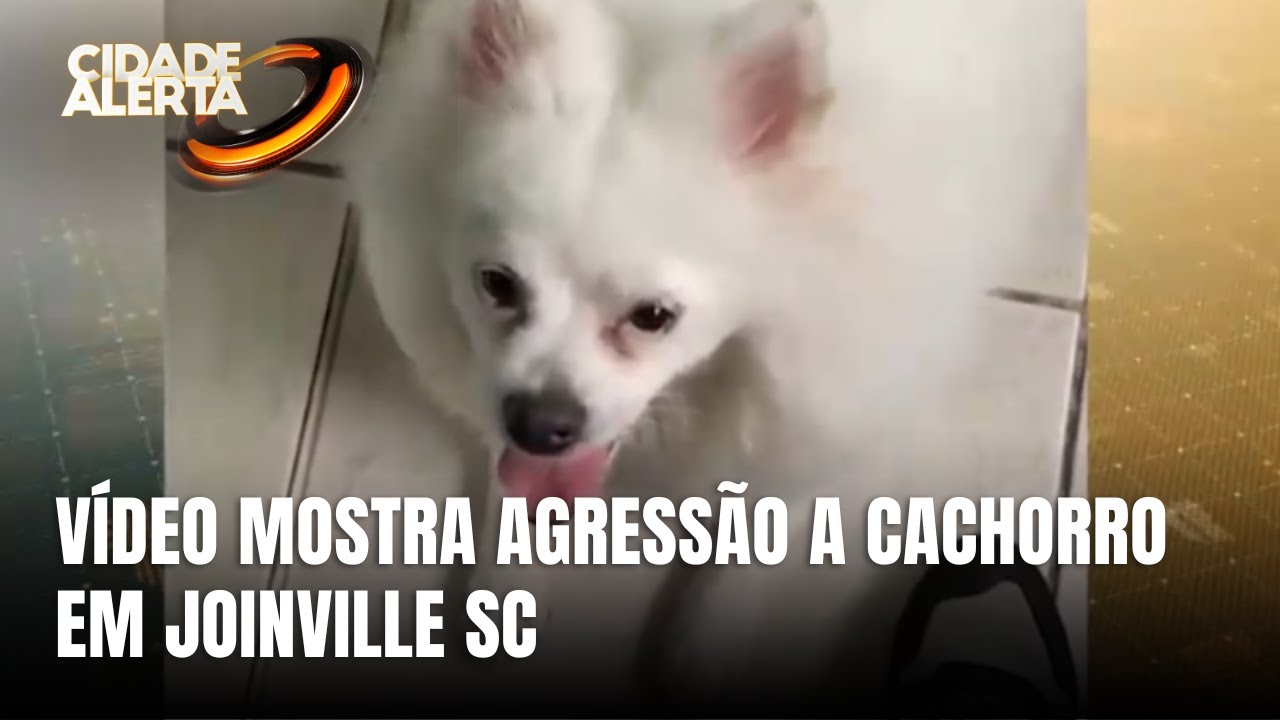 Homem é investigado por maus-tratos a cachorro em Joinville