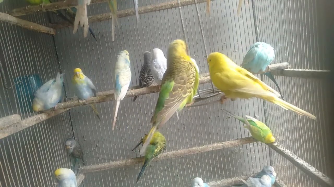 インコ観察 静かな日常に隠れた小さな幸せ