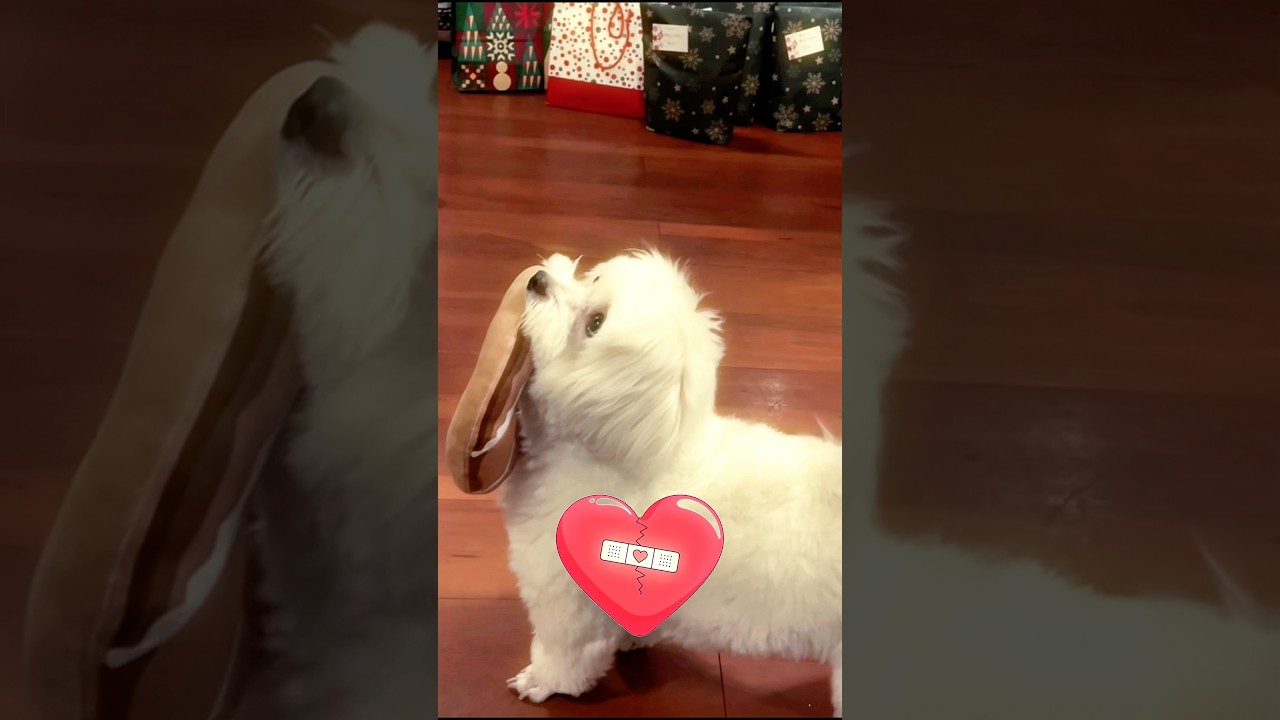 Собака получила свою любимую игрушку 🧸🐶