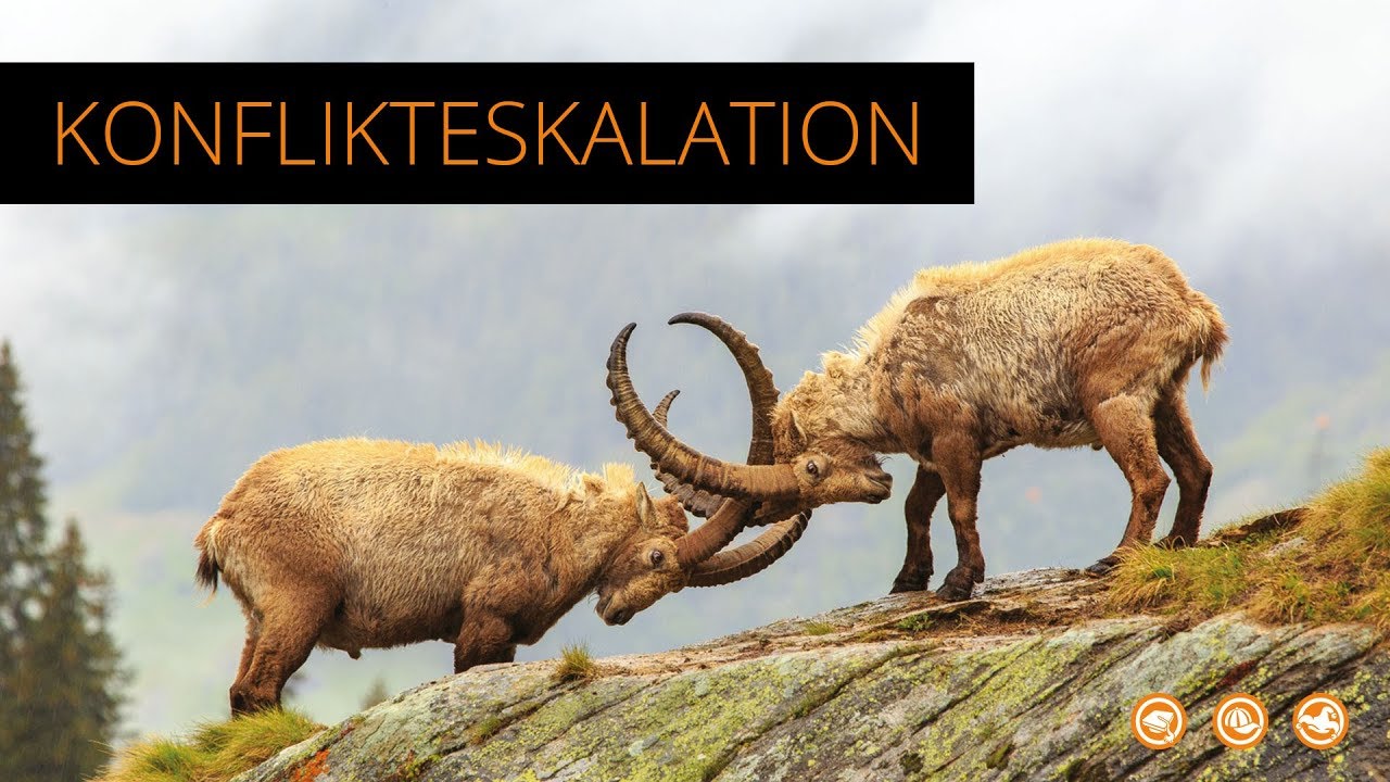 Das Modell der Konflikteskalation nach Friedrich Glasl