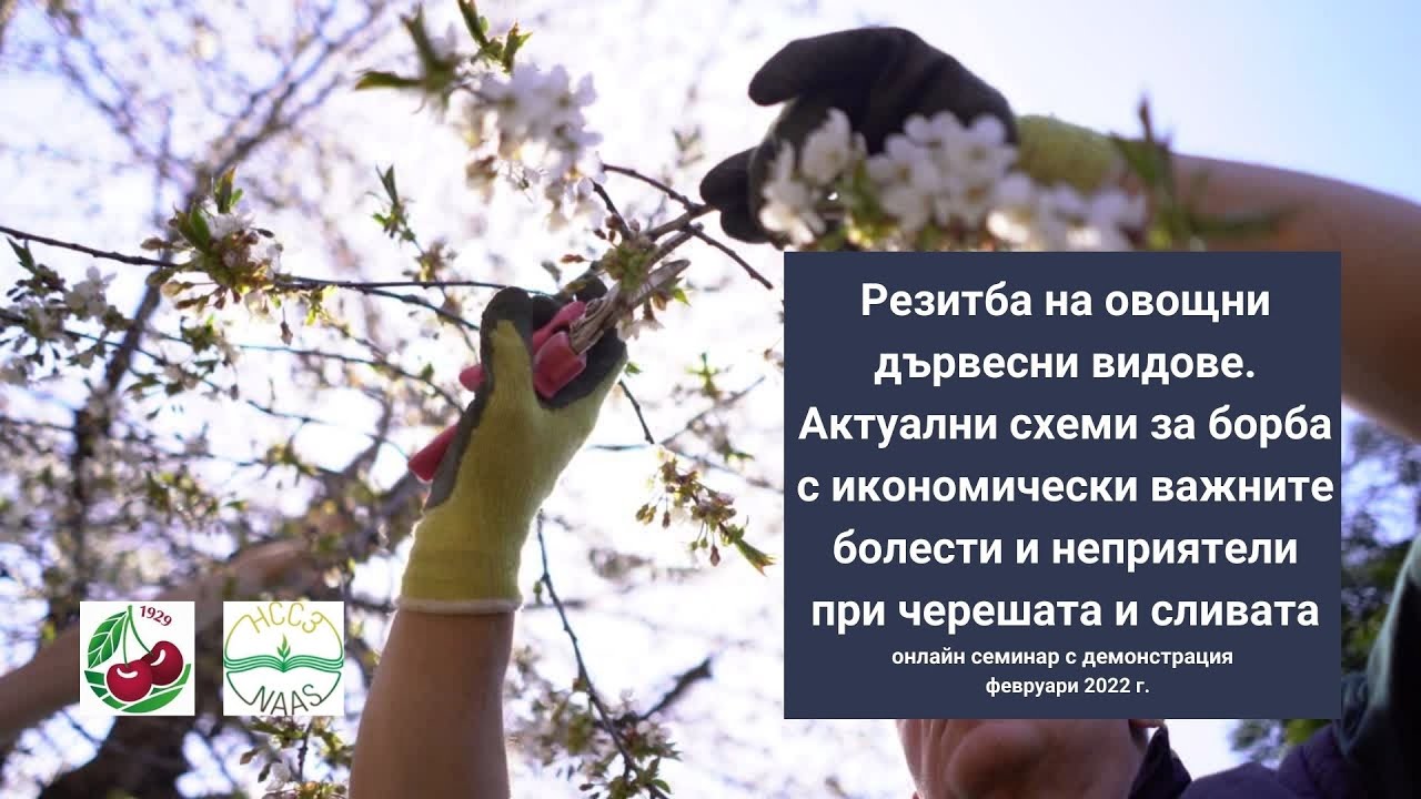 Резитба на овощни дървесни видове. Схеми за борба с болести и неприятели при черешата и сливата