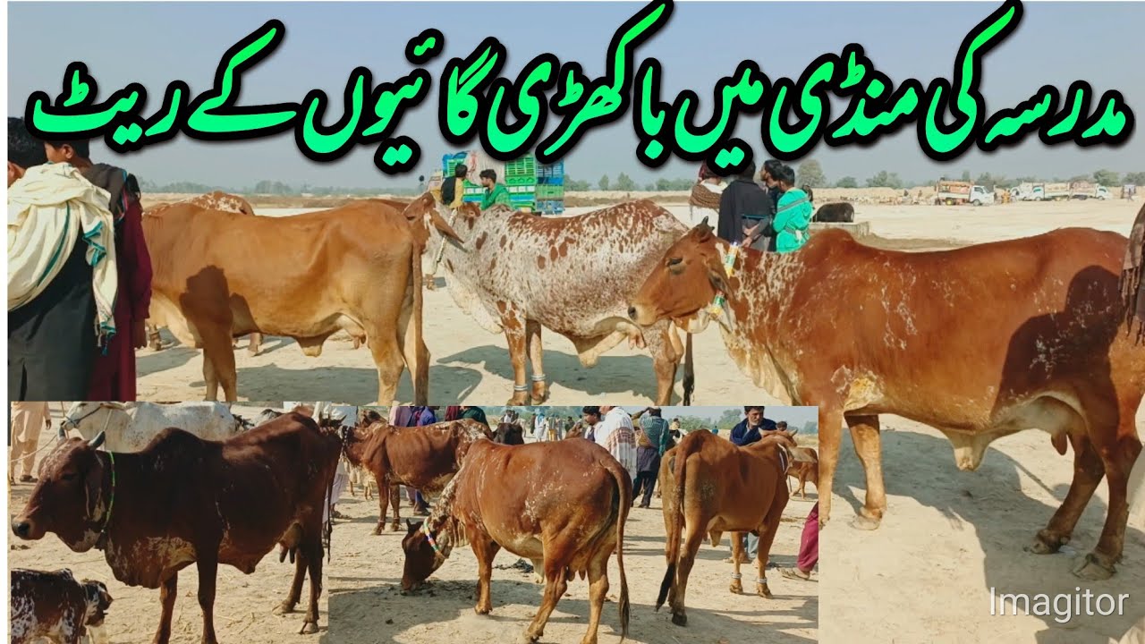 مدرسہ کی منڈی میں چولستانی اور ساہیوال باکھڑی گائیوں کے ریٹ 