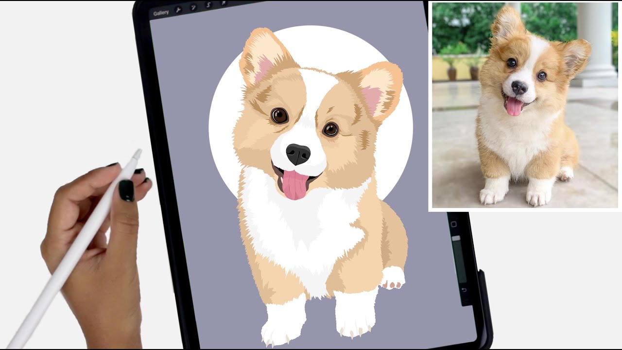 Creating a digital pet portrait from a photo | Corgi dog illustration in Procreate
