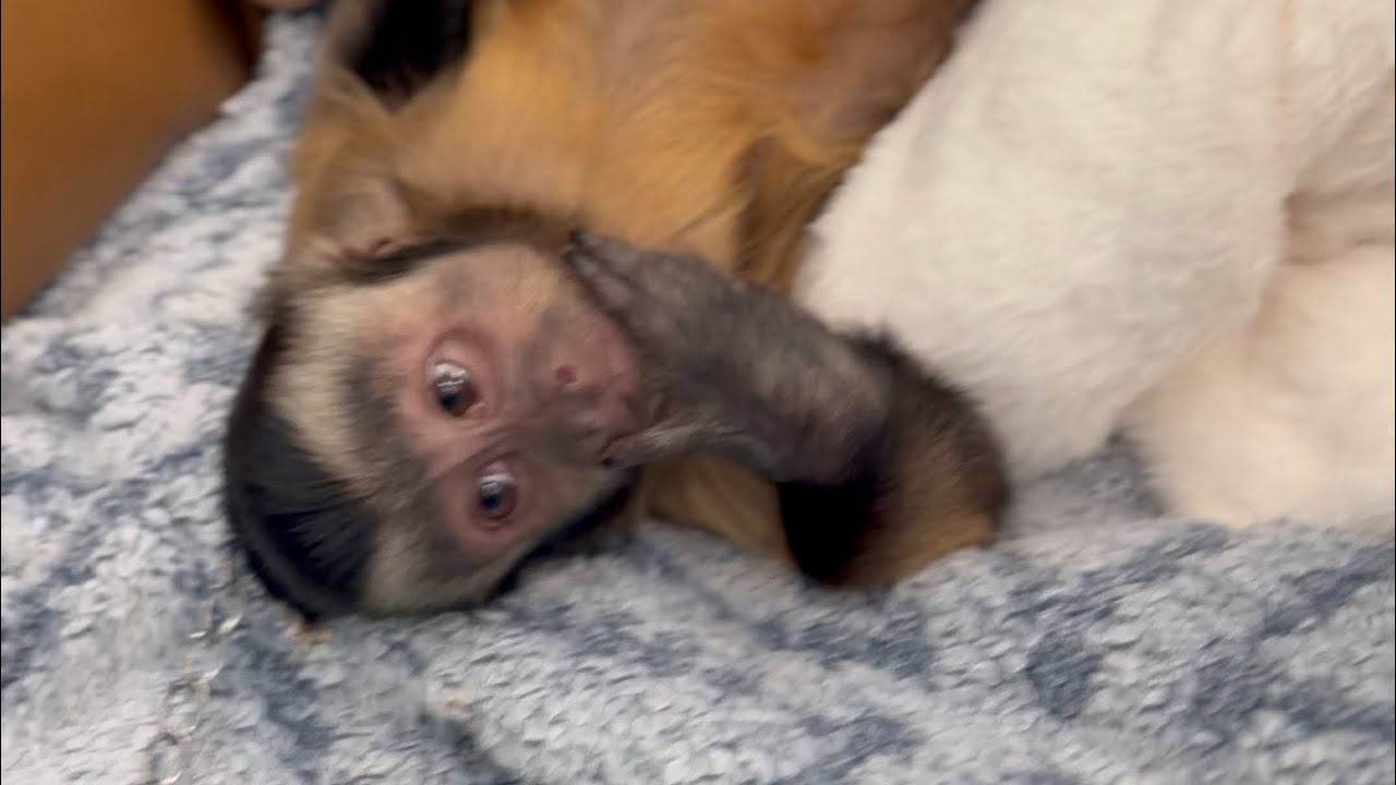 Genie in monkey spa