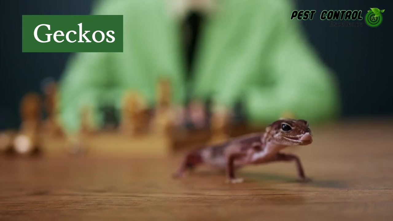 Why Geckos Are Essential for Natural Pest Control in the Garden Route | Pest Control Excellence