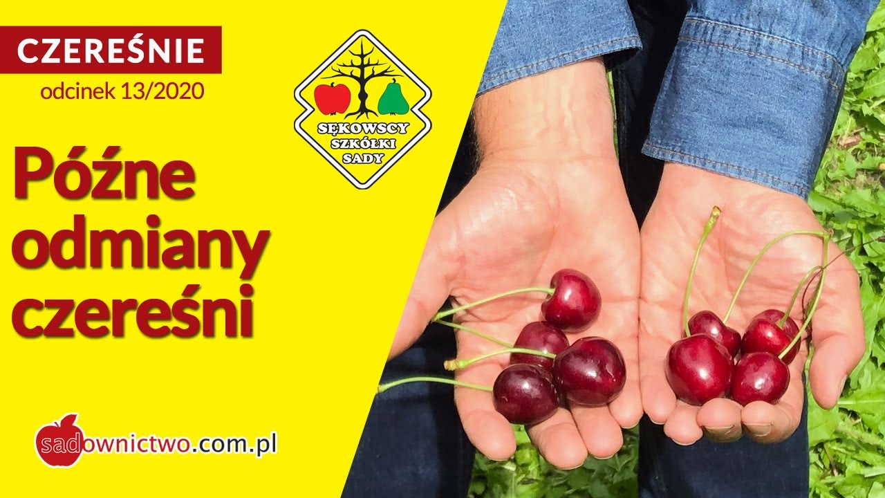 🍒 Czereśnie 2020: Późne odmiany czereśni - Grzegorz Sękowski
