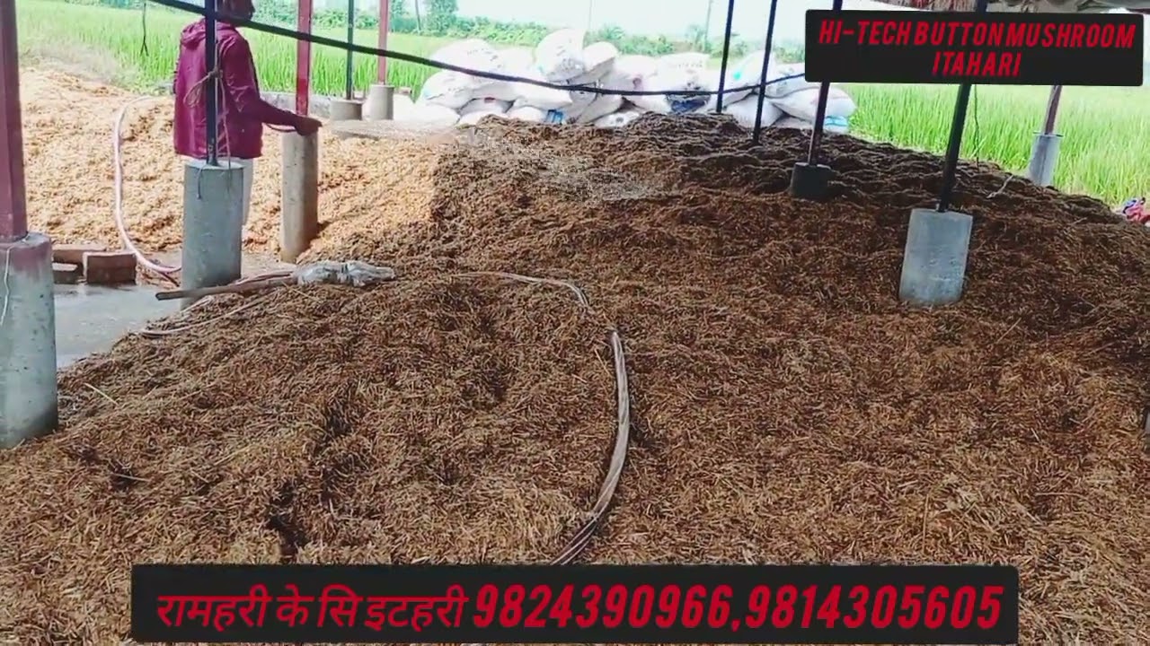 गोब्रे तथा डल्ले च्याउ उत्पादन गर्दा पहिला चाहिने कम्पोस्ट मल कसरी बनाउने जानकारीको लागि हेर्नुहोला