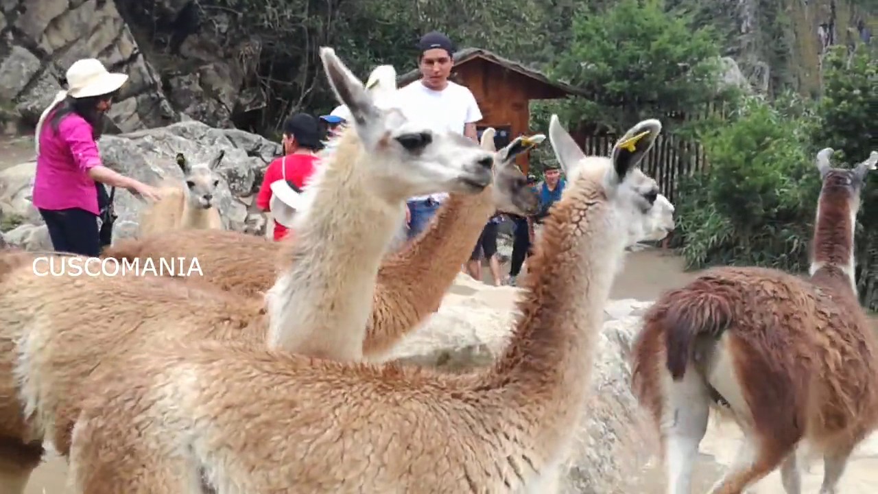 LLamas TRAVIESAS en Machu Picchu