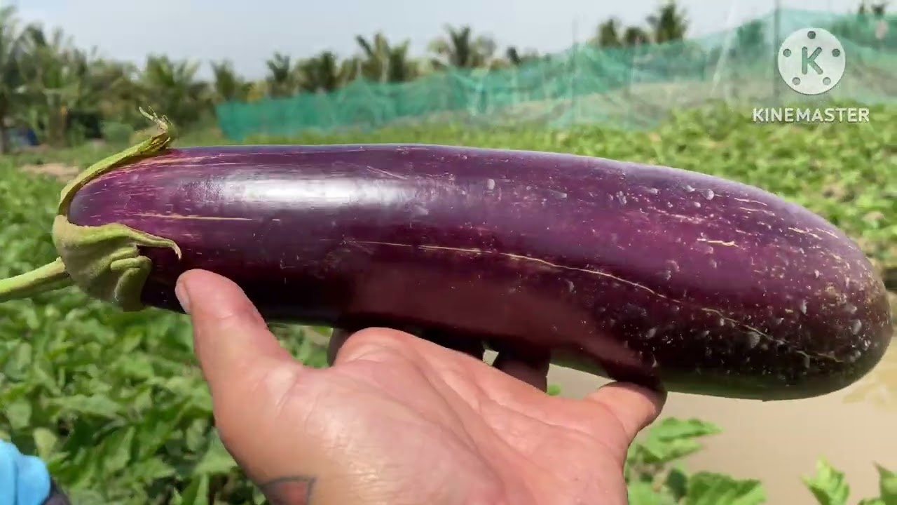 Chia Sẻ - kỷ thuật trồng cà tím hiệu quả nhất