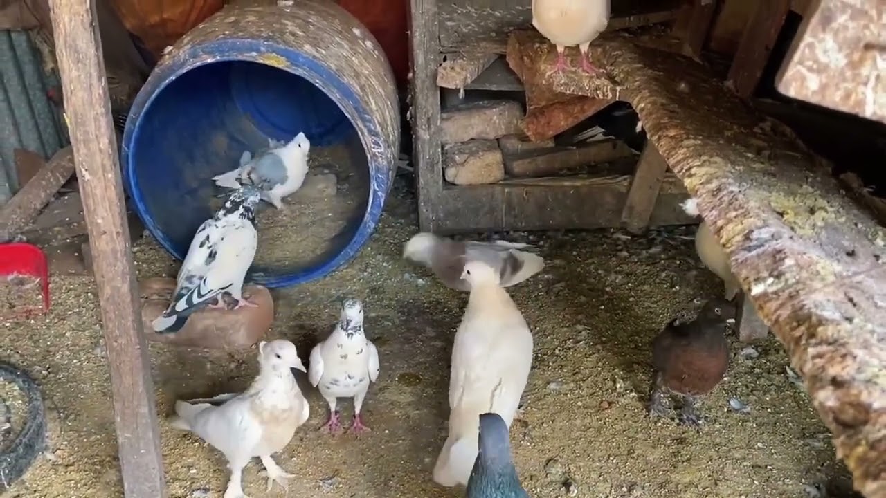 কবুতর থেকে বেশী ডিম চান কি করবেন |#mohammadbadon#pets#কবুতরপালন#pigeonfarming#kobutorpalon