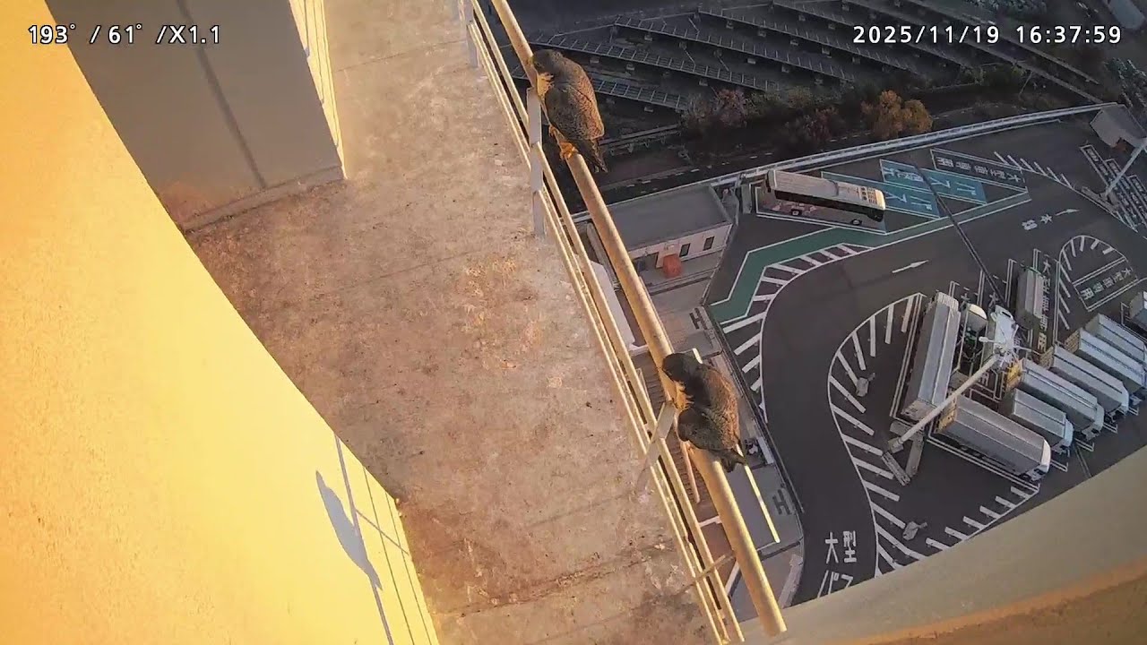 2025-11-19 (16:34) First bonding after installing pigeon netting/鳩避けネット工事後初の巣の中ツーショット