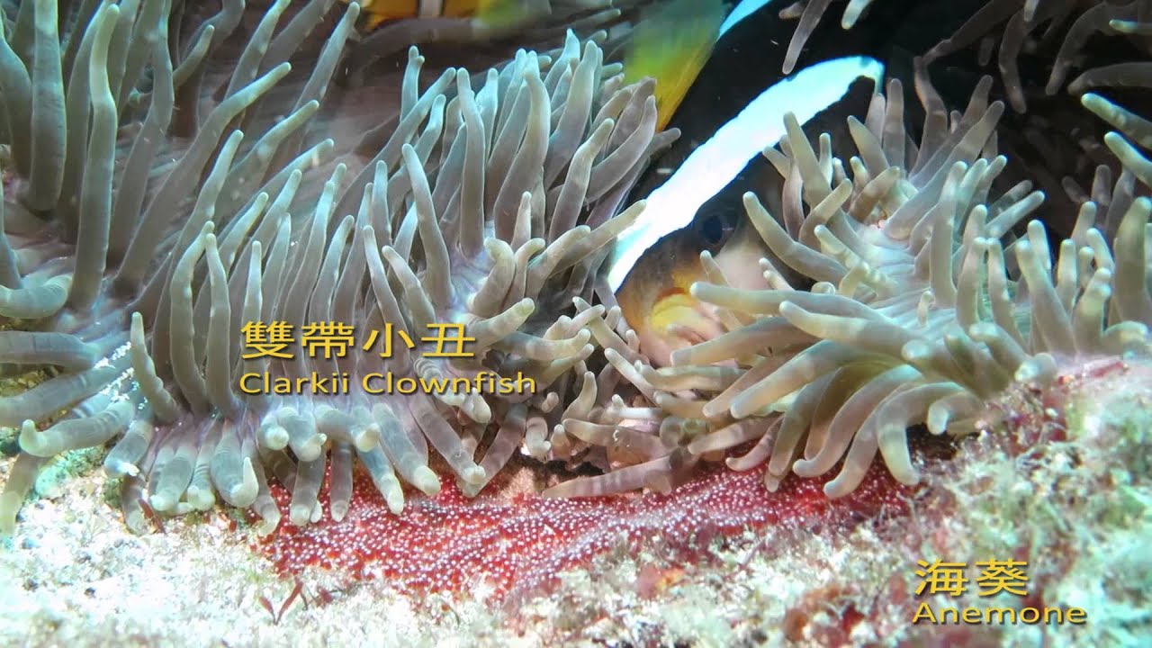 海洋生物的共生 Marine Life Symbiosis