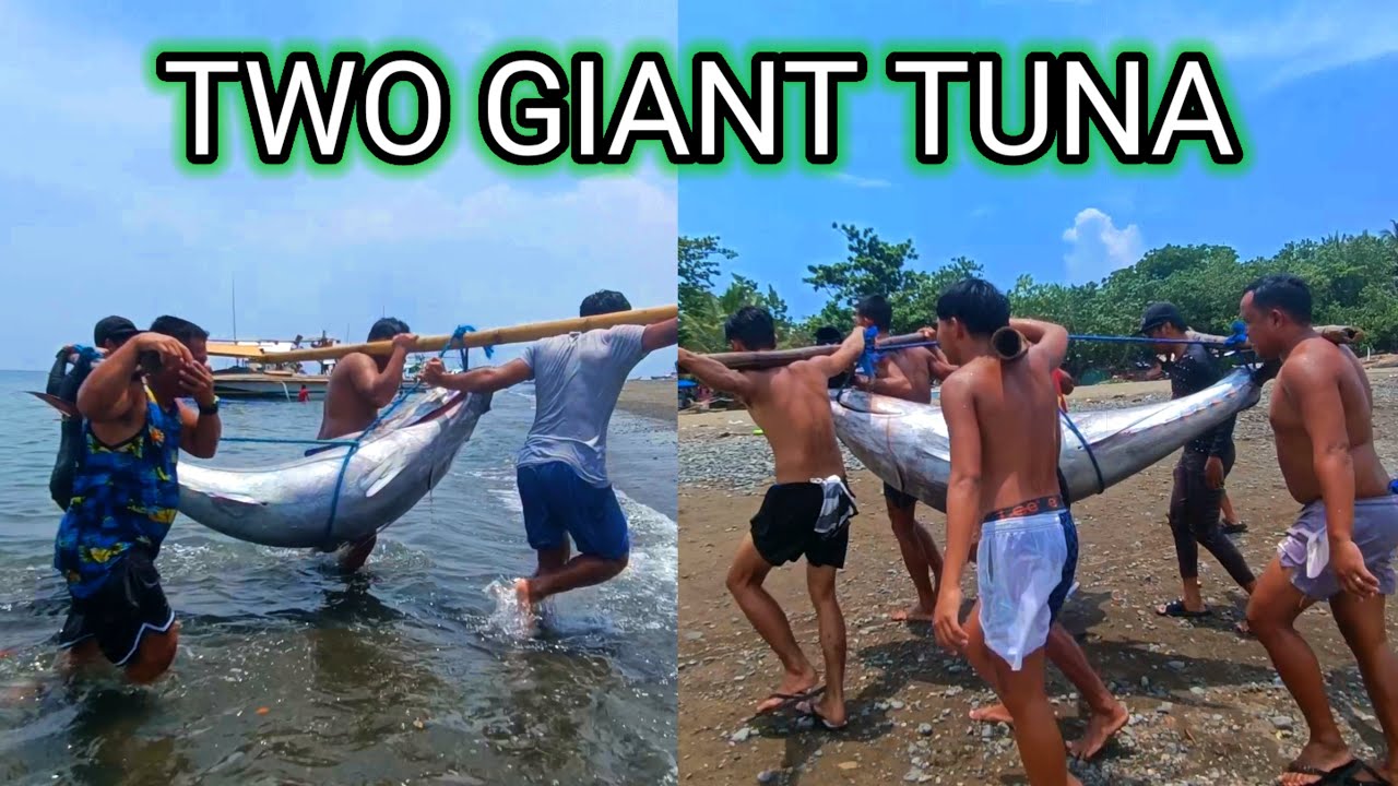 Dalawang Giant Tuna Jackpot | Pacific Blue Fin Tuna