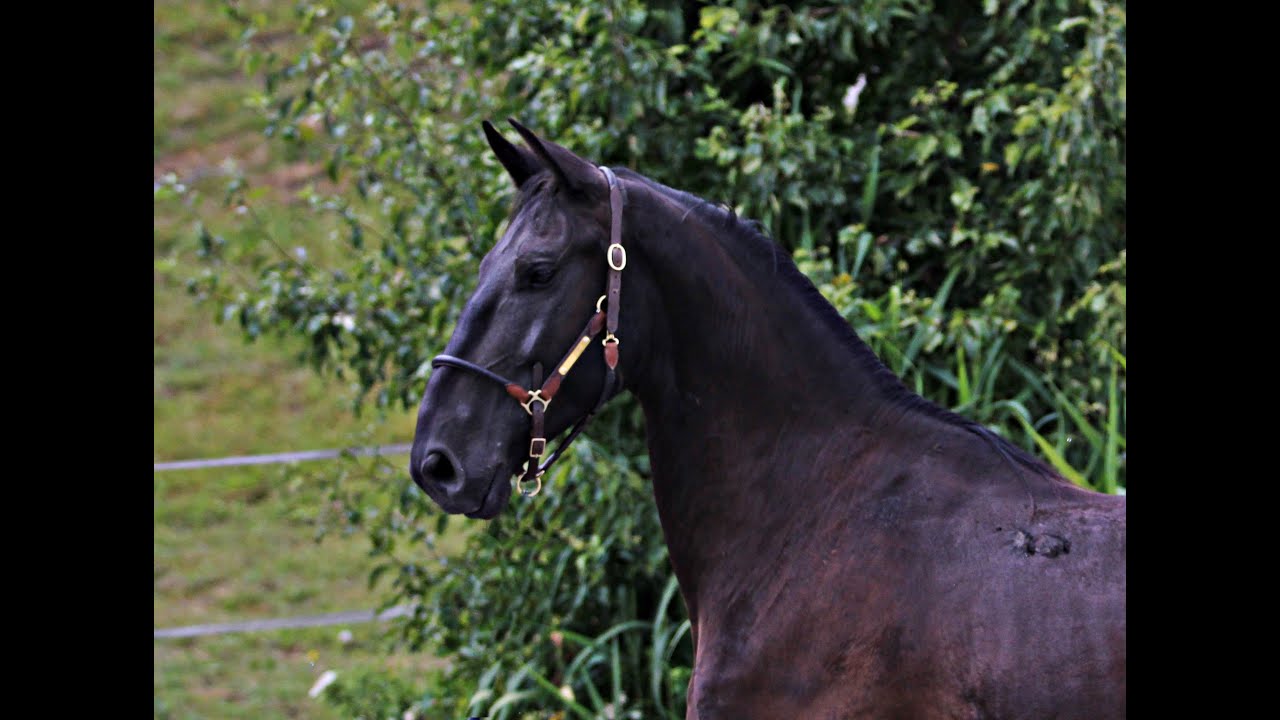 Schwarzer LIPIZZANER WALLACH / MAESTOSO NANDOR