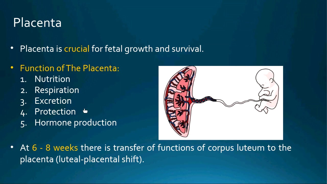 Placental hormones, Dr. Osama Mahmoud