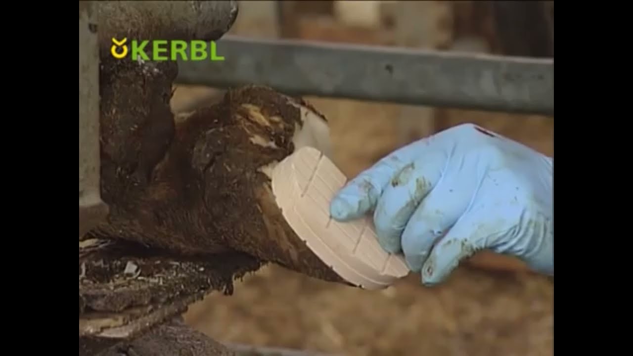 Набір Technovit 2 Bond для обробки копит Kerbl