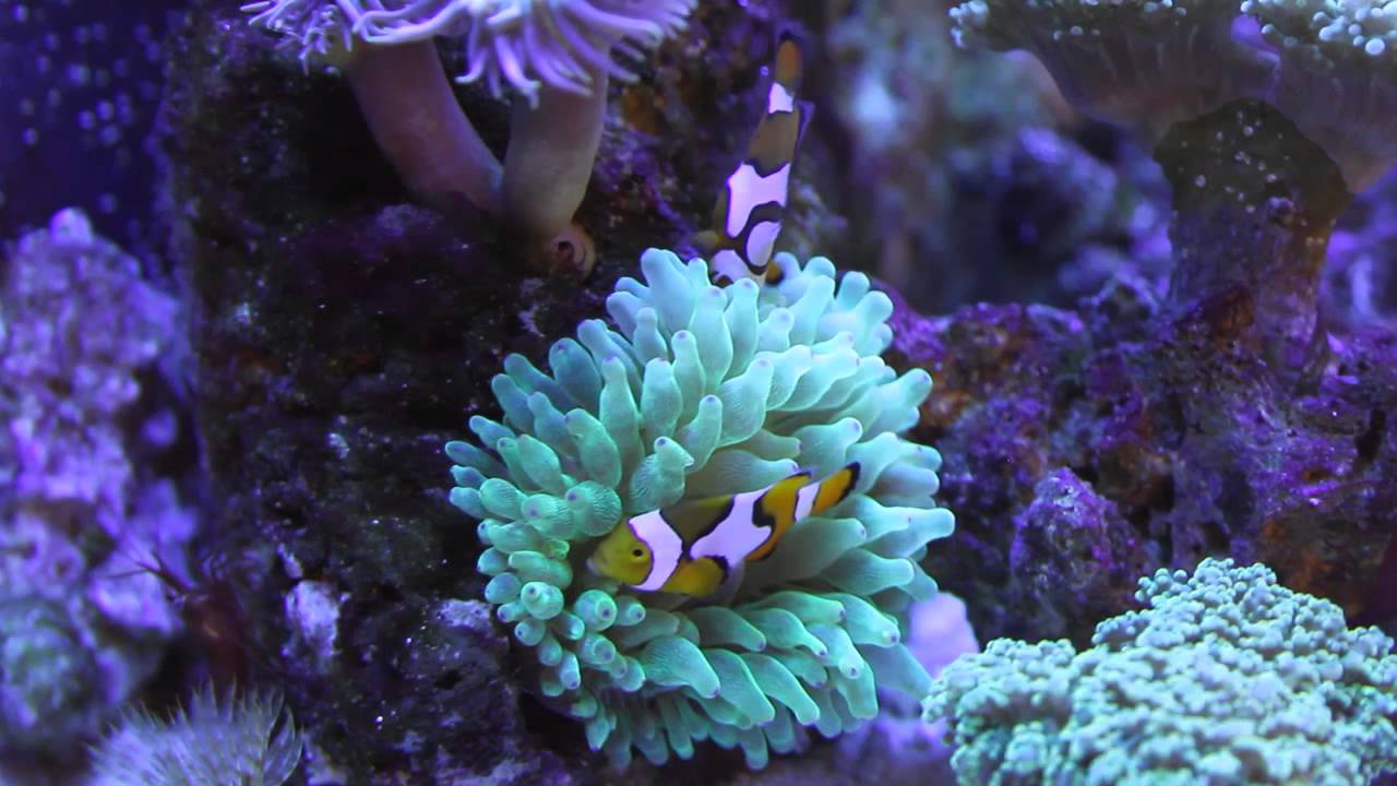 Clownfish Hosting Green Bubble Tip Anemone