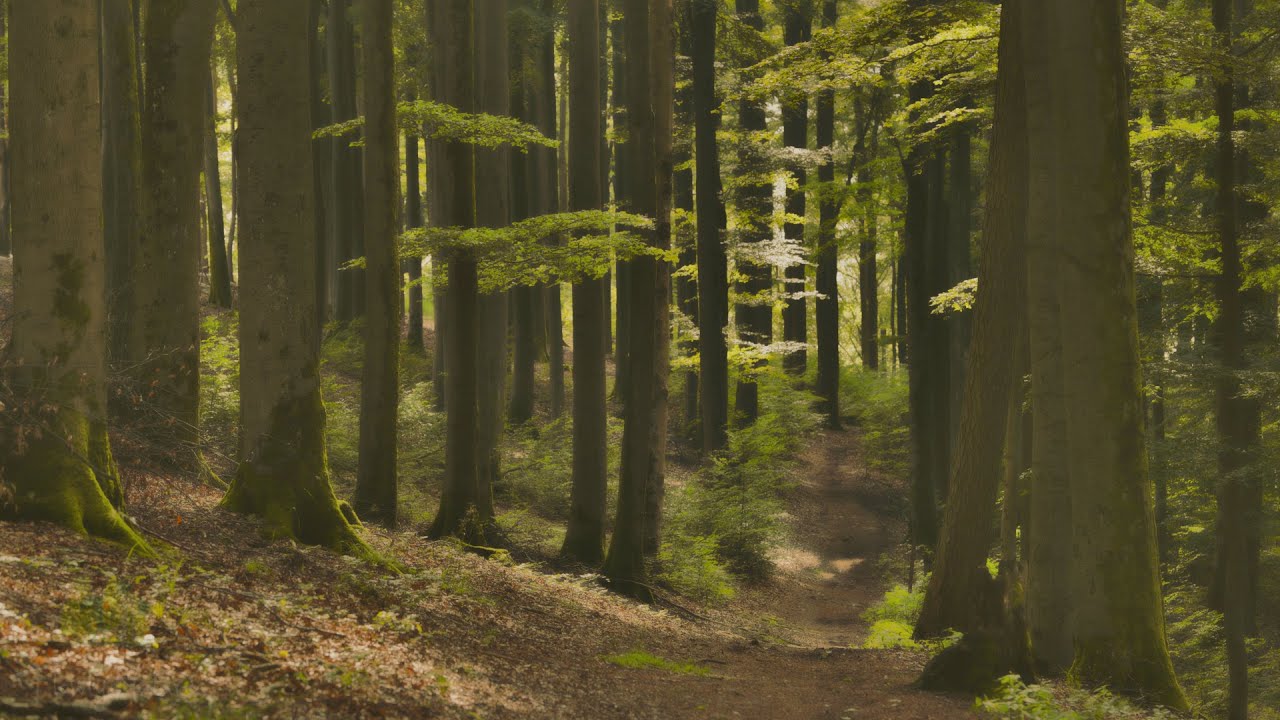 🌳 4K - Relaxing Nature Sounds For Stress Relief, Forest Sounds, Bird Song, ASMR