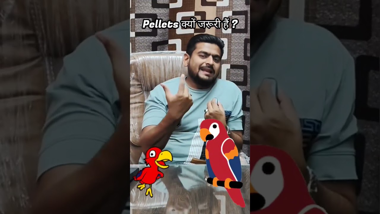 Why Pellets are must for Parrots diet by Fazal Exotics #parrotdiet #pellets #birdlover #shorts
