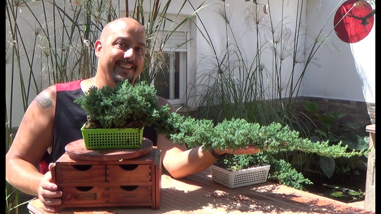 Bonsai Zero Sonare - Actualización agosto 2.015
