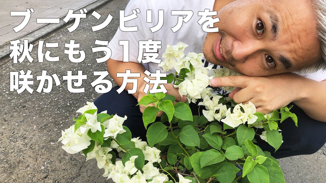 ブーゲンビリアの育て方！たくさん咲かせる方法！特に秋！