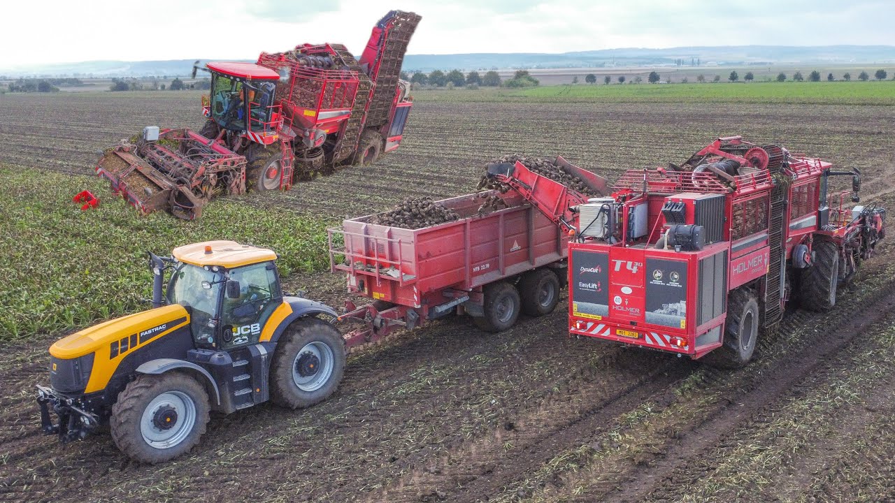 Sklizeň cukrové řepy 2024 | Holmer Terra Dos T4-30 |JCB Fastrac 8280 + Annaburger