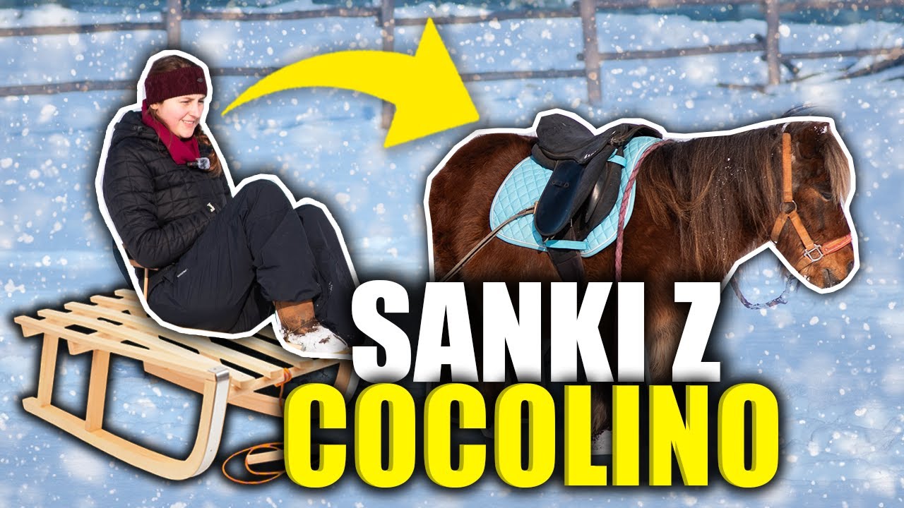 KUCYK W ZIMOWYM ZAPRZĘGU 🐴🛷 #COCOSANKI
