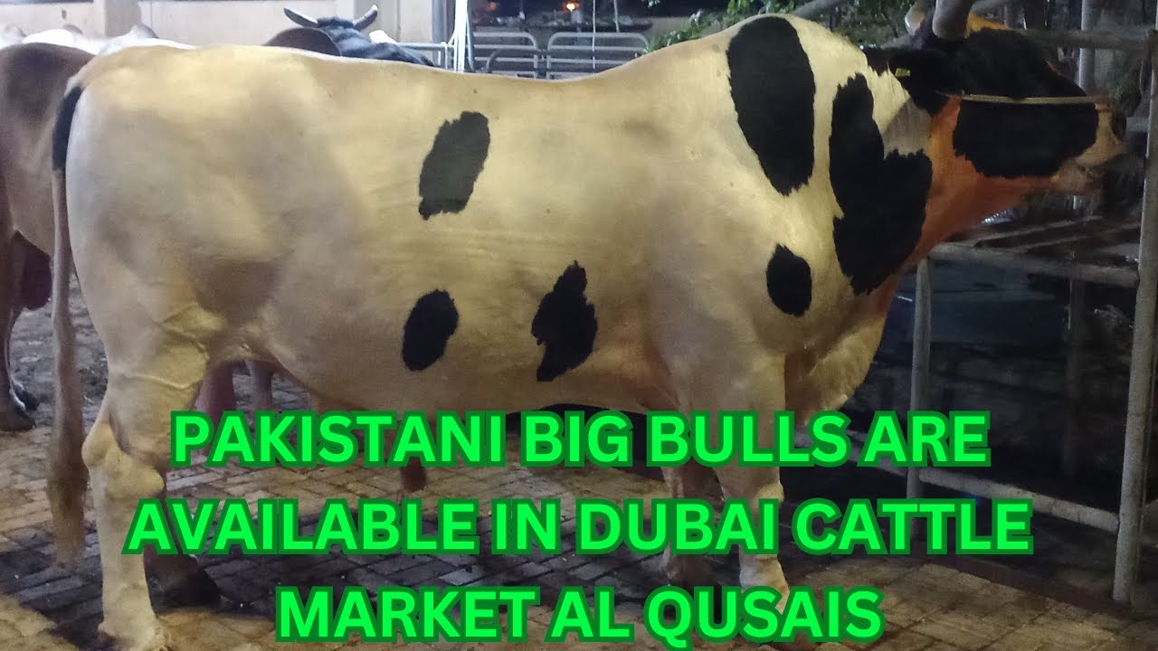 PAKISTANI BELL AA GAY DUBAI CATTLE MARKET MAI