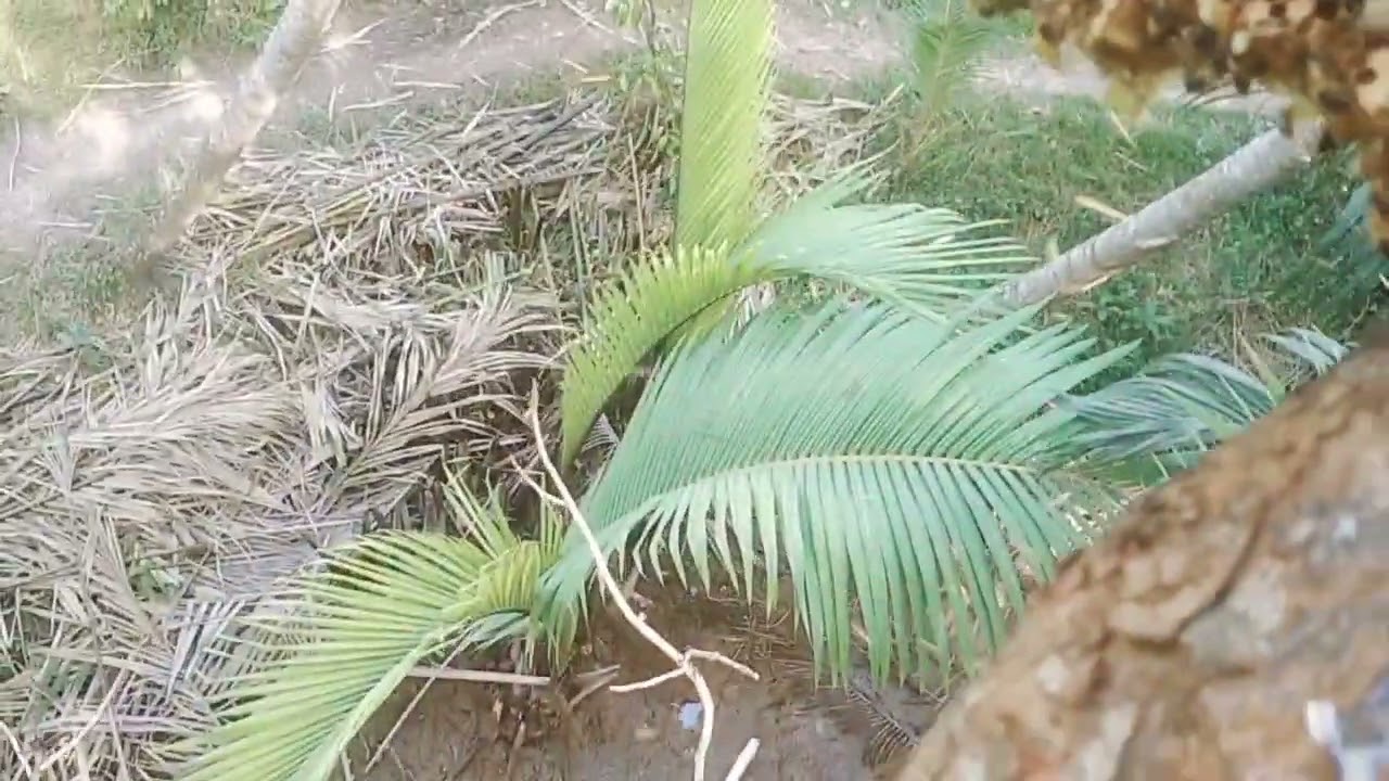 Bắt tổ ong lớn trời gió quá làm chải cây gọi giữ khỏi không được 