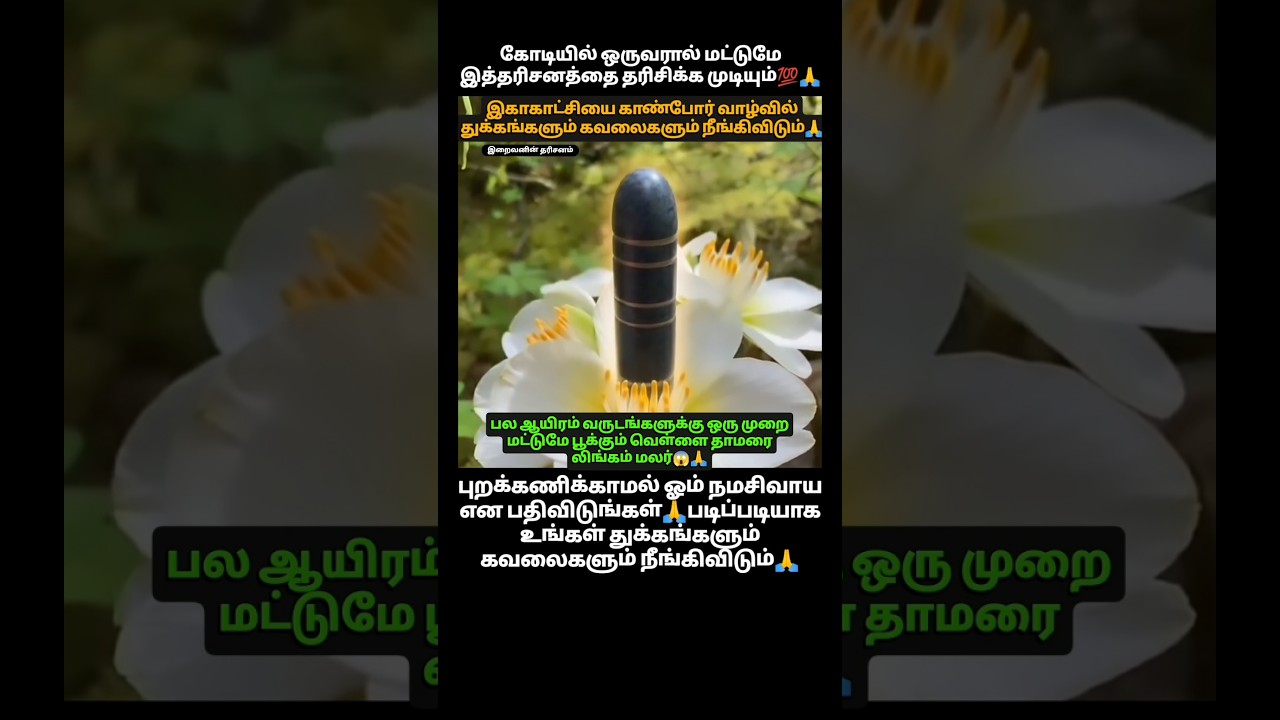 வெள்ளைத்தாமரை லிங்கம் மலரின் அழகிய தரிசனம்🙏ஓம் நமசிவாய🙏#இறைவனின் தரிசனம்