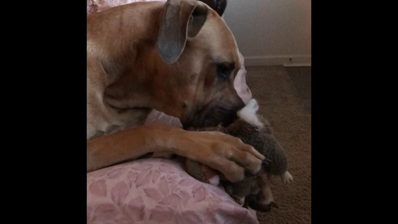 Spoiled Great Dane