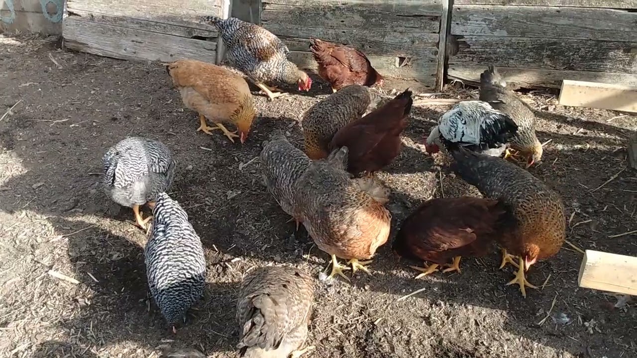 Chickens Foraging in Winter