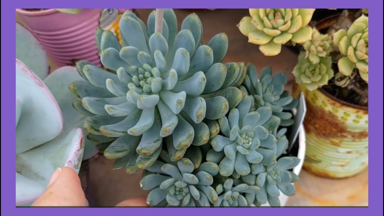 A SAGA DO Amethystinum E JARDIM DE SUCULETNAS com floração |Simone Felic