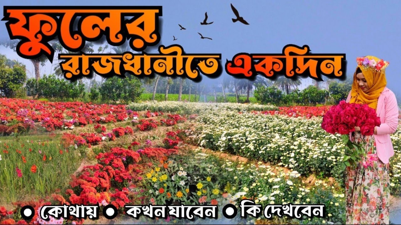 Largest flower garden in Bangladesh || Godkhali Flower garden || গদখালী ফুলের বাগান || #jessore