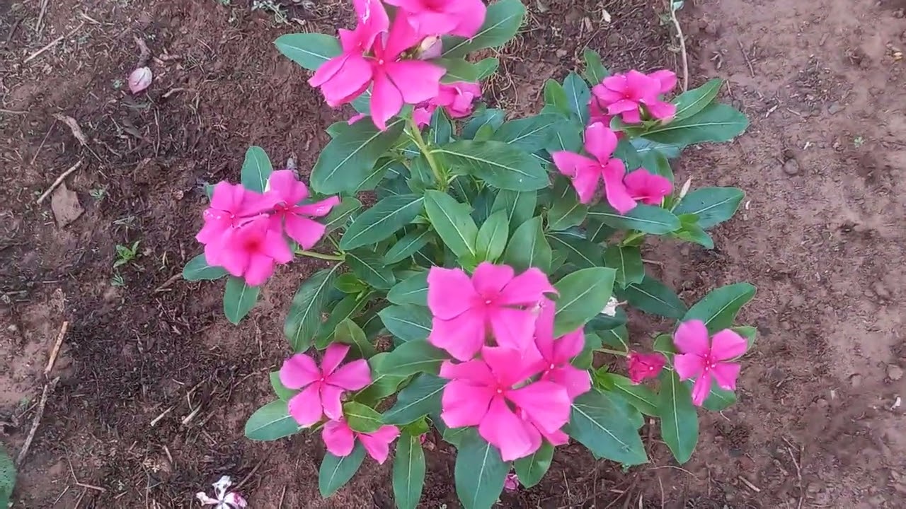 🌿 Bem-vindo ao meu jardim!