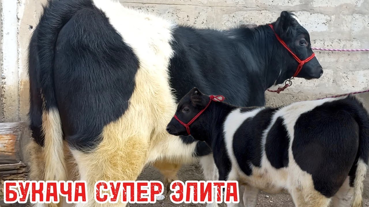 ФУРУХТА ШУД🤝БУКАЧА
