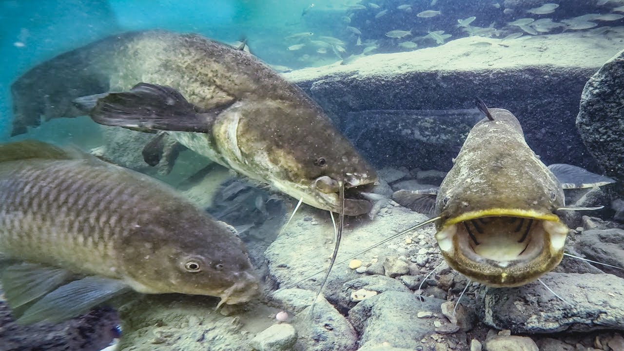 Unterwasser Livebiss 🤯 Wels Angeln mit Köderfisch