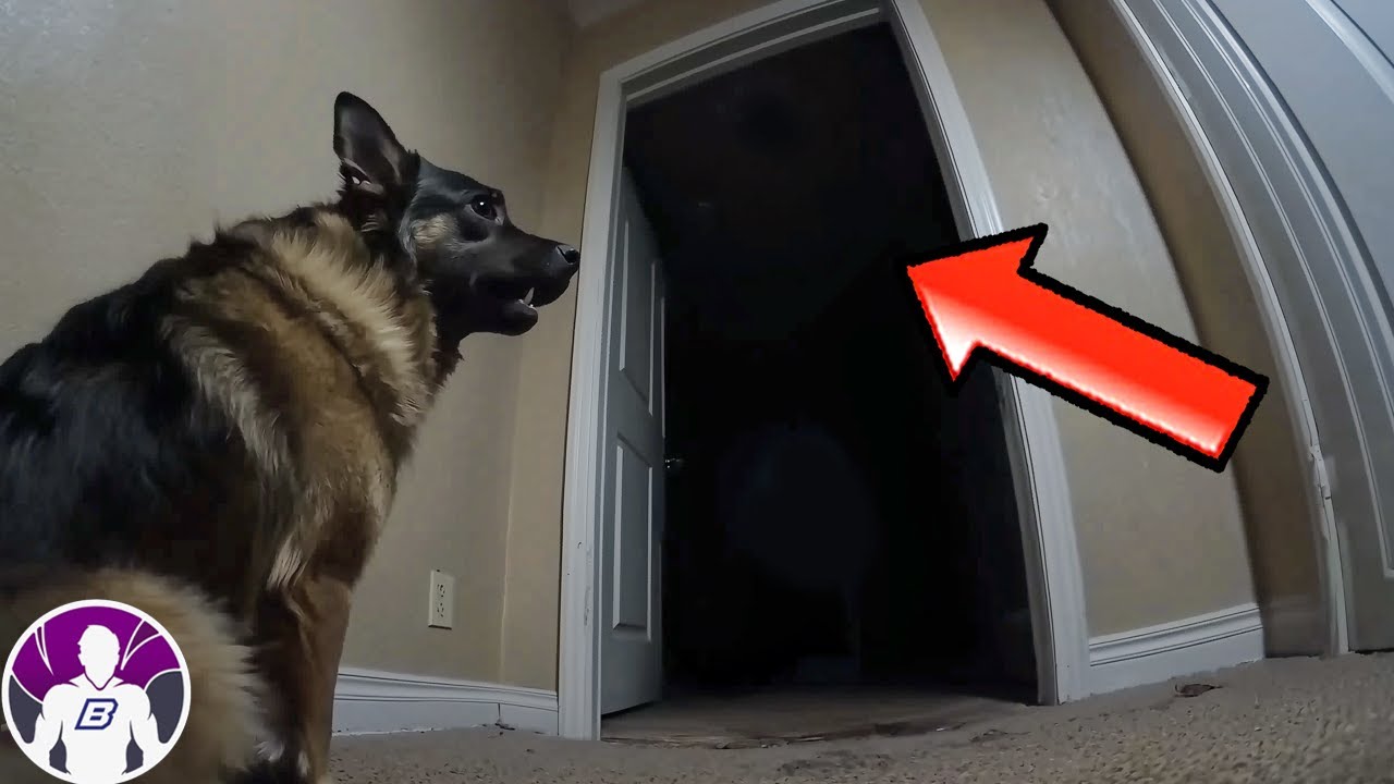 Top 10 Videos de Terror Extremo Que Involucran A Animales