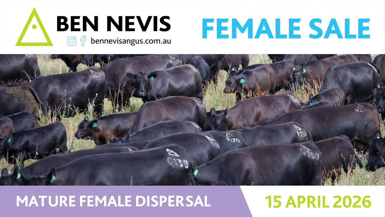 Ben Nevis 2026 Female Sale