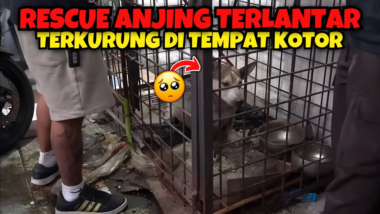 SELAM4T1N ANJING GALAK DI JAKARTA BARAT ‼️
