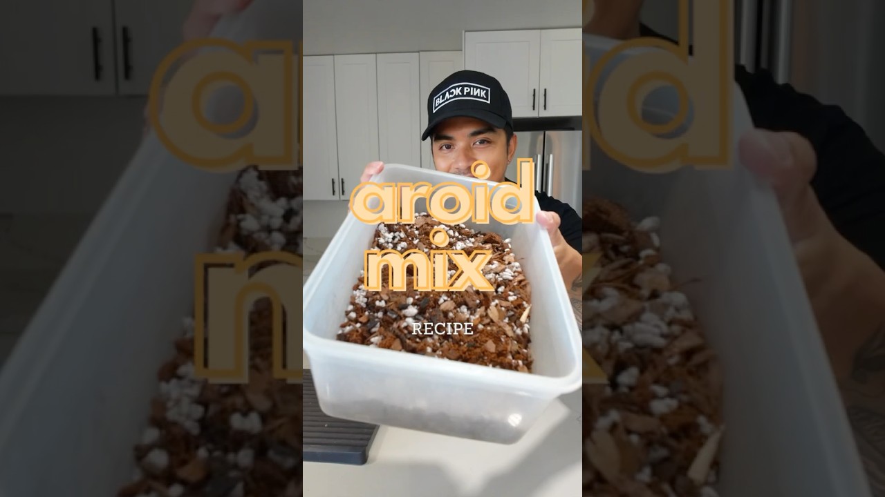My Aroid Mix Recipe! 💚