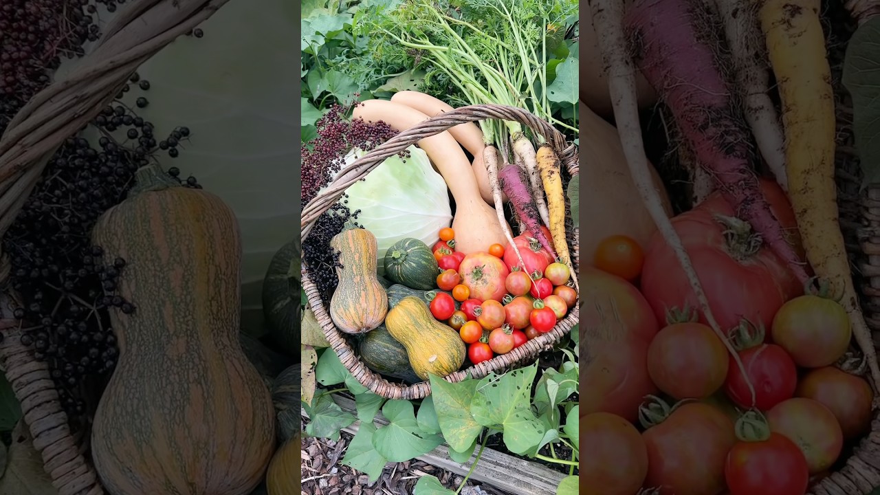 Time to #harvest from the #garden 🤩🥬✨#farming #abundance