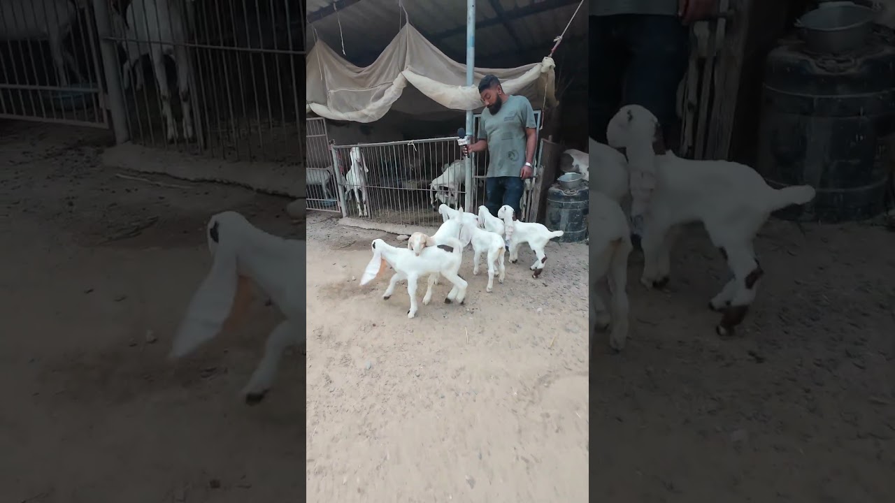 Limdi Goat #goat #whitegoat #goathusbandry #animals #beautifullgoats #goatfarm #goatfarming #cow