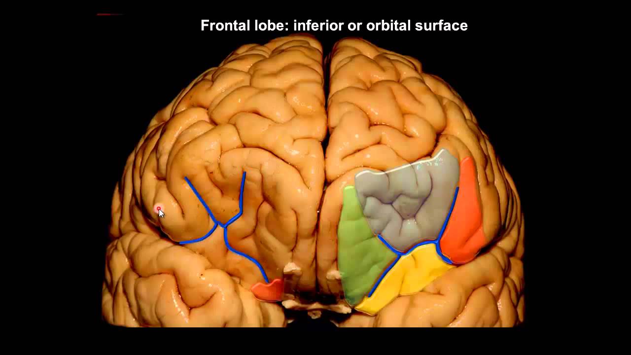 Anatomia das Superficies Cerebrais
