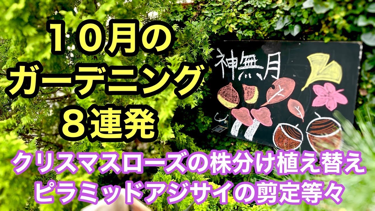 【今が適期の庭作業８連発】クリスマスローズの植え替え・株分け・ピラミッドアジサイの剪定・ツツジの植え替え・ユーフォルビア切り戻し・採種・種まき等 