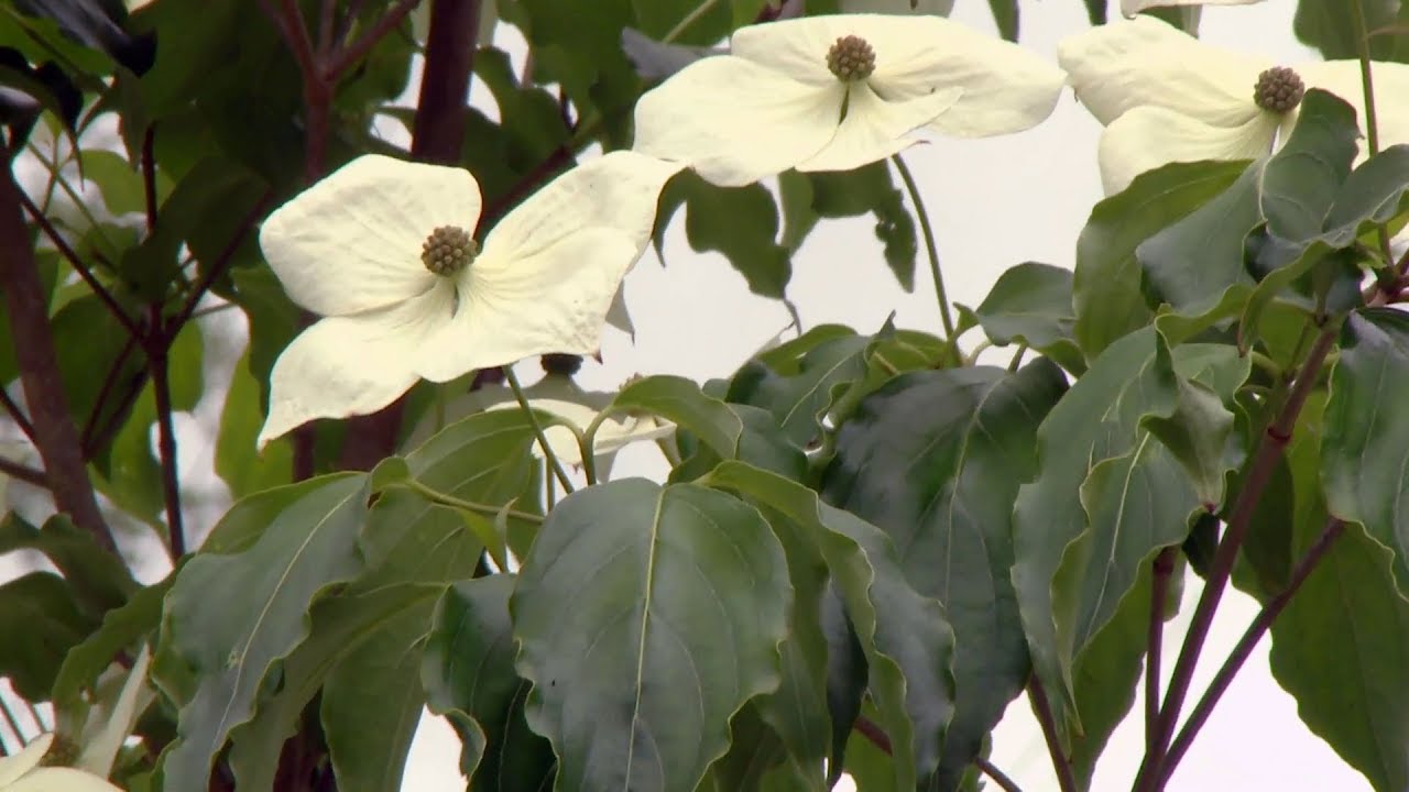 El cornus kousa - Decogarden