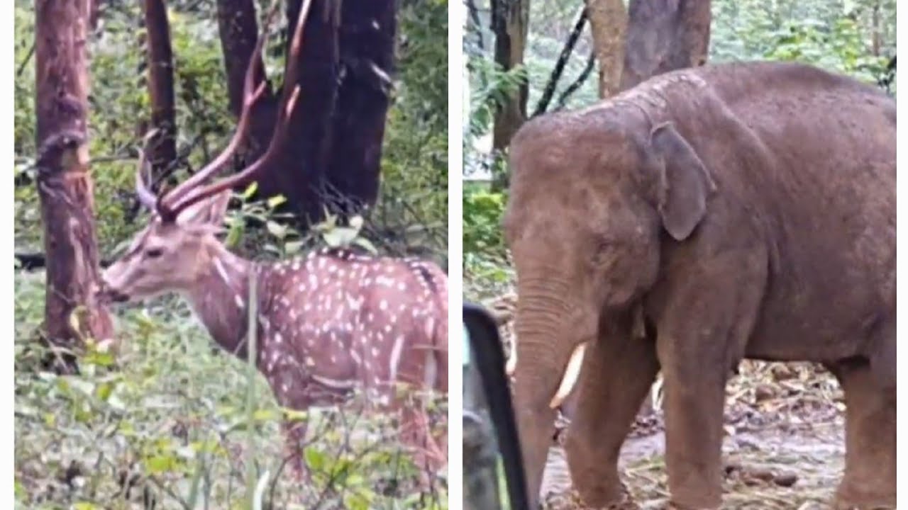 wayanad wildlife sanctuary | wayanad wildlife Safari