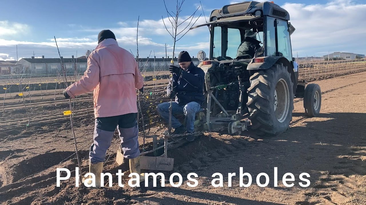 La nueva plantación de manzanos