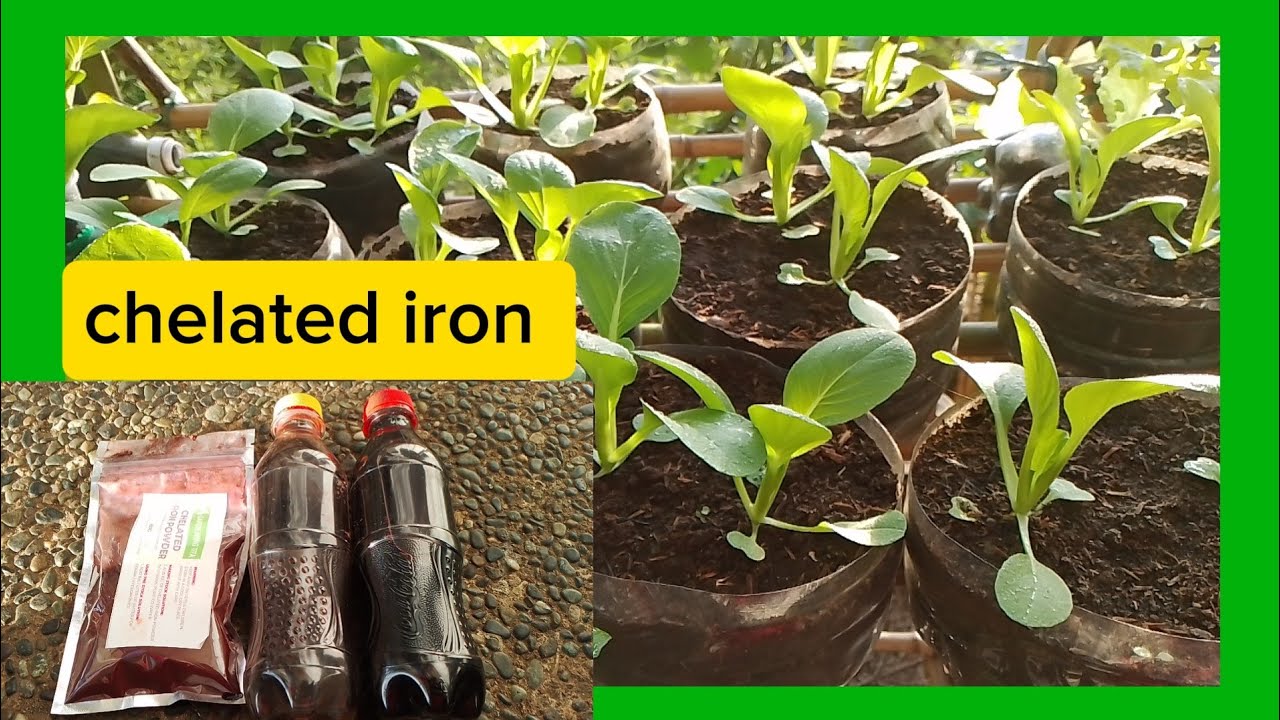 Paano gamitin ang chelated iron? (foliar spray)